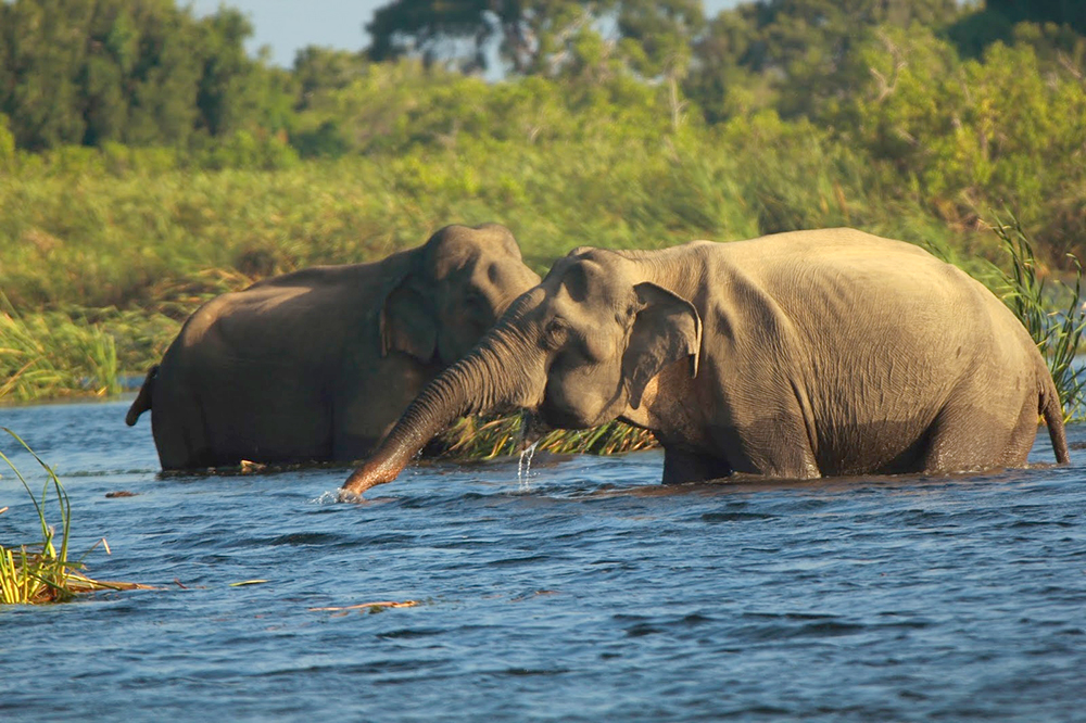 Senanayaka Samudra Swimming Elephants Gal Oya